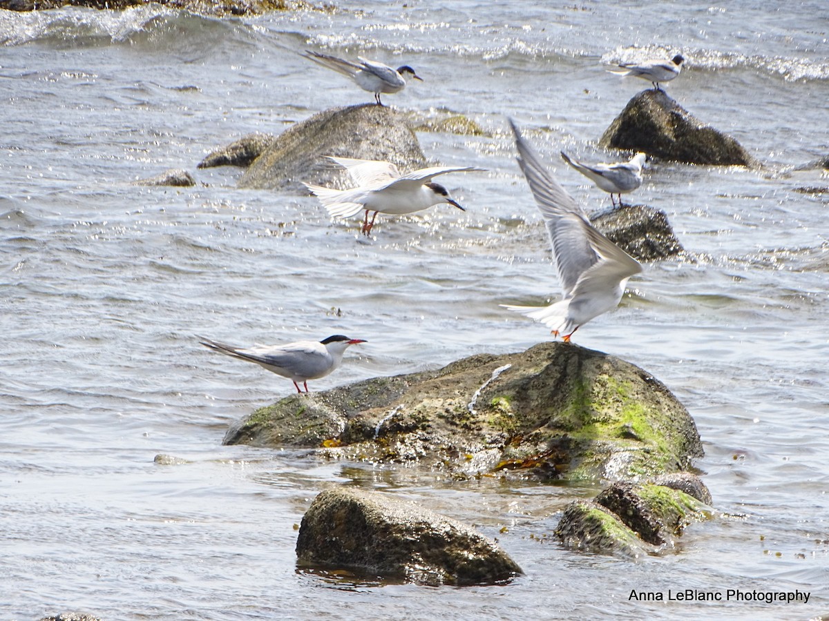 Common Tern - Anna LeBlanc