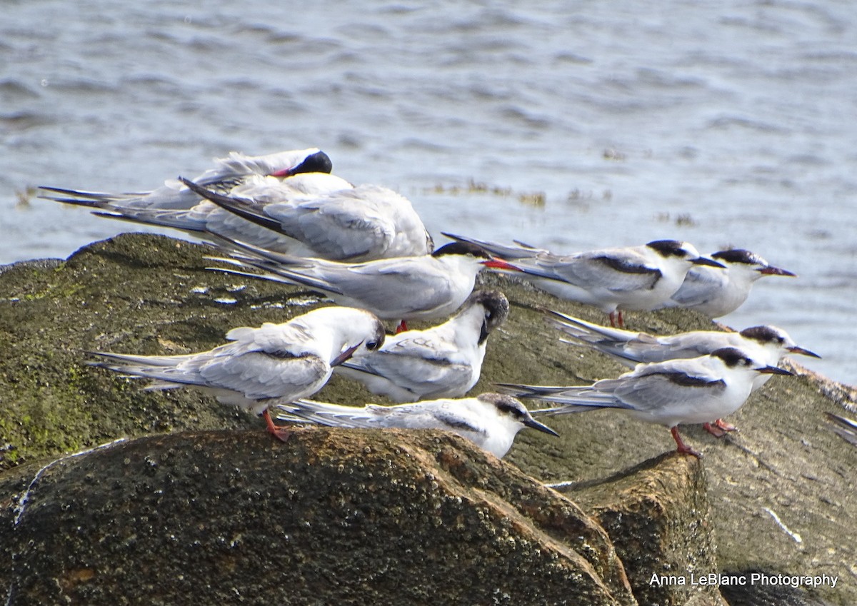 Common Tern - ML623165947