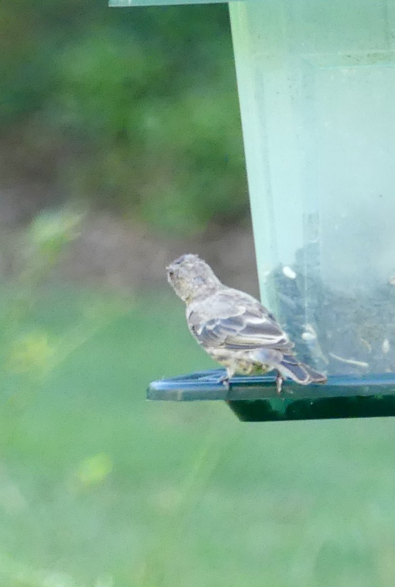 House Finch - ML623165952