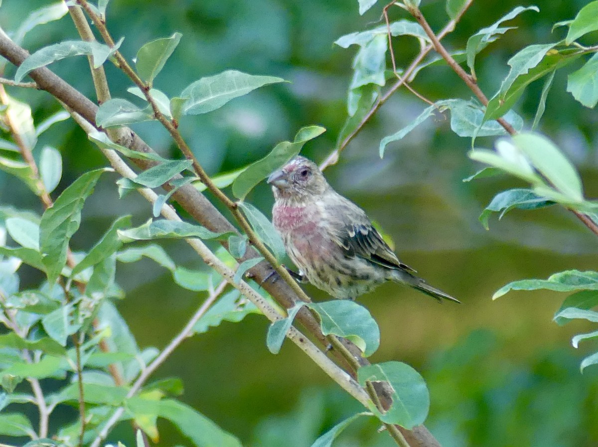 House Finch - ML623165953