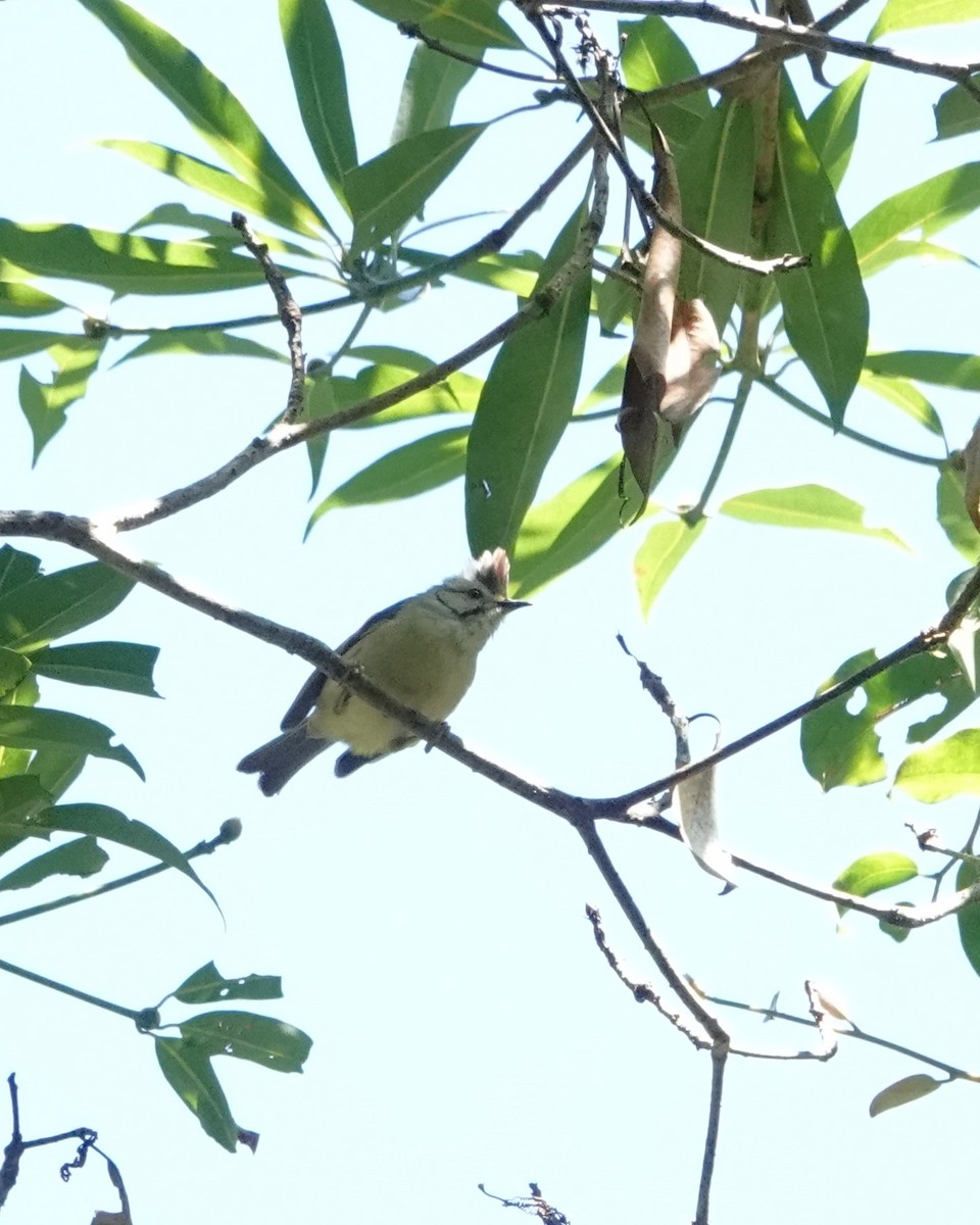 Taiwan Yuhina - ML623165975