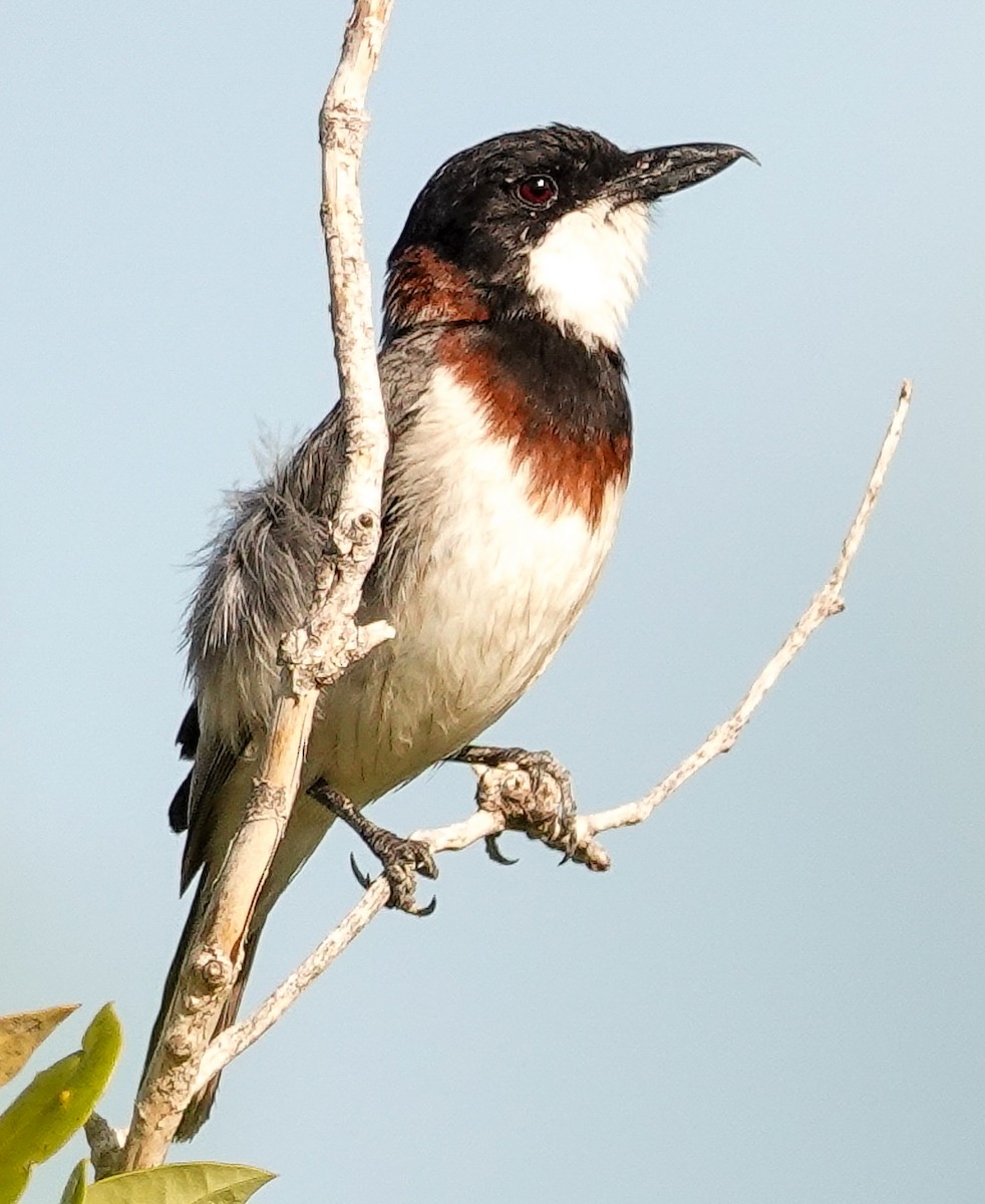 White-breasted Whistler - ML623166005