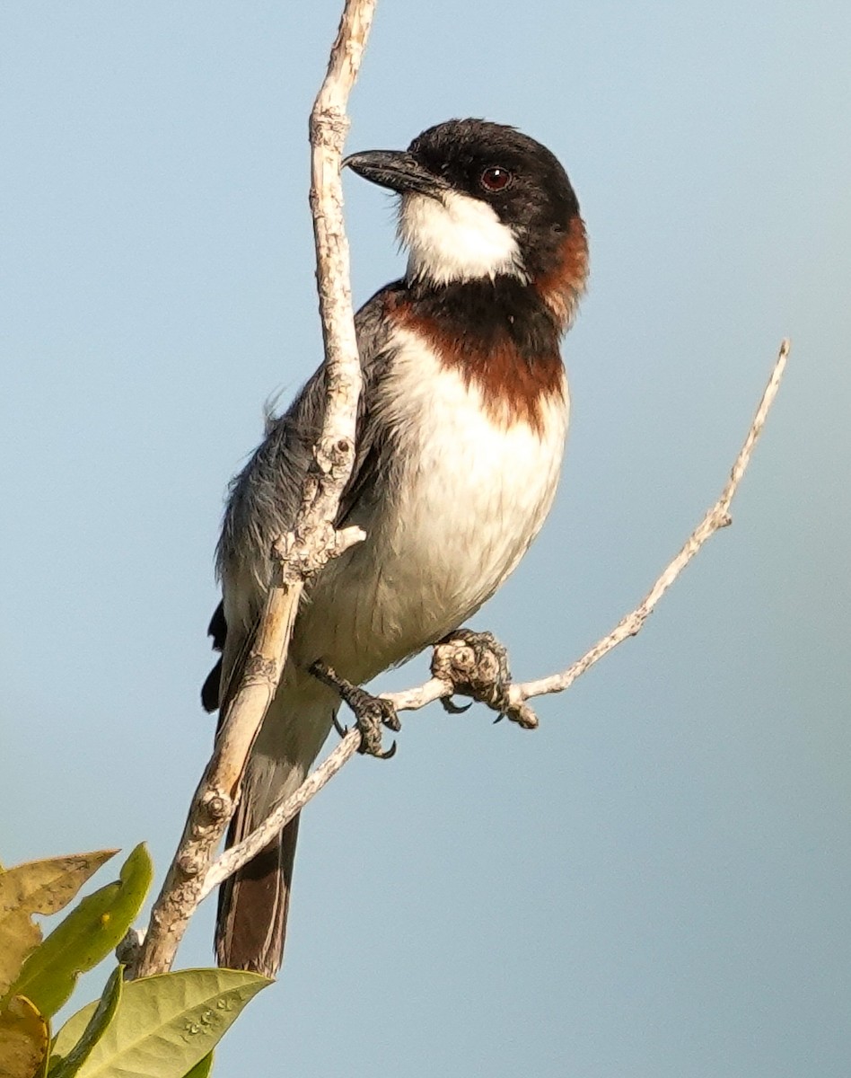 White-breasted Whistler - ML623166007