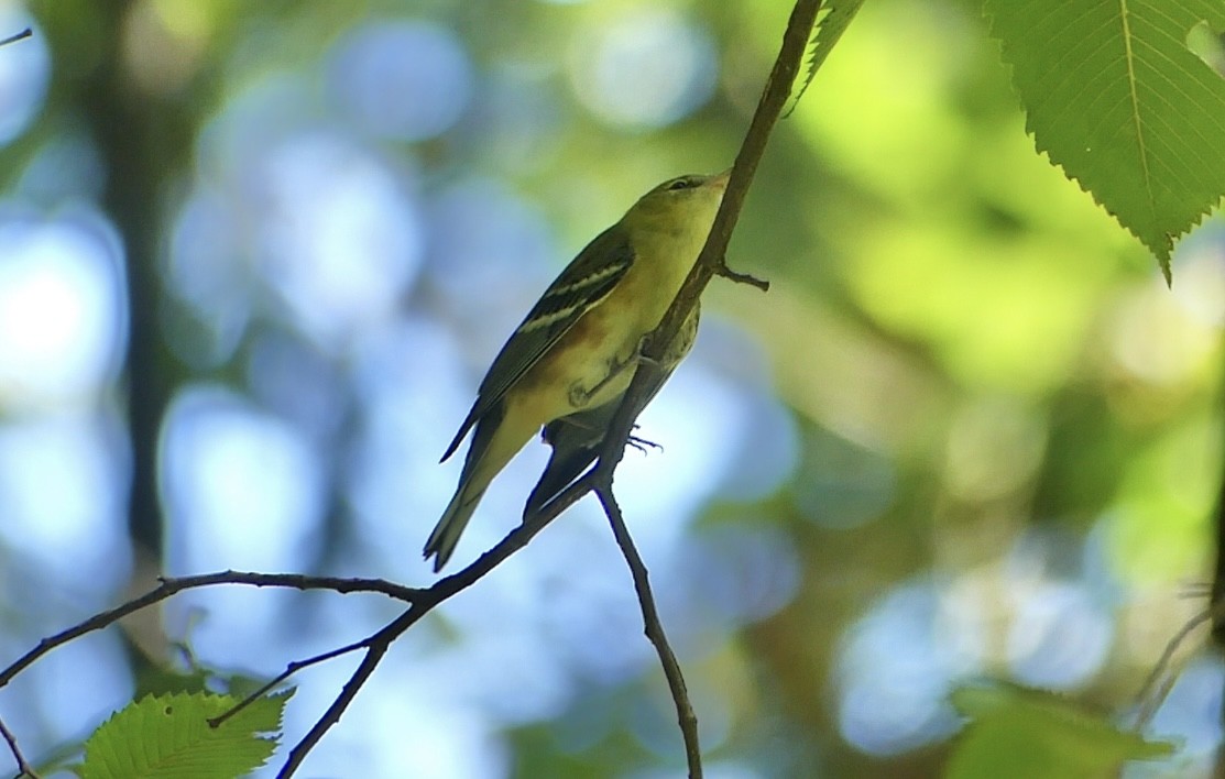 Bay-breasted Warbler - ML623166016