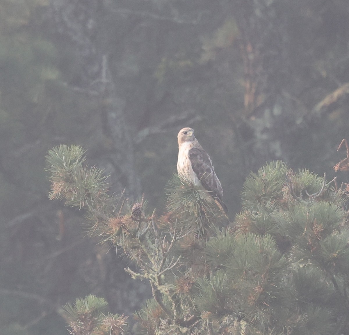 Red-tailed Hawk - ML623166030