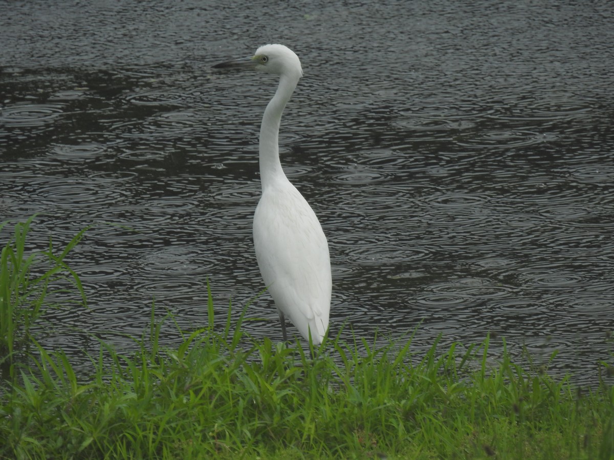 Great Blue Heron - ML623166058