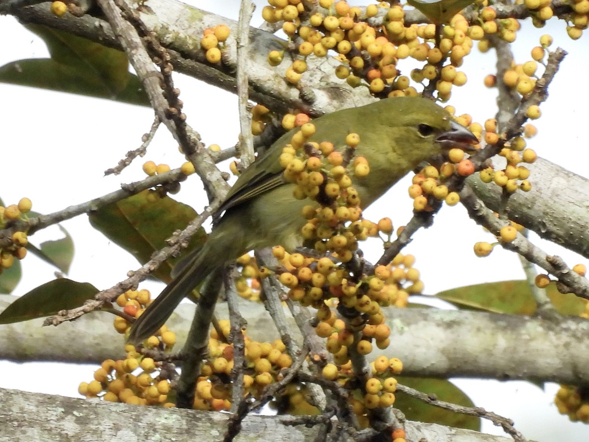 Black-faced Tanager - ML623166059