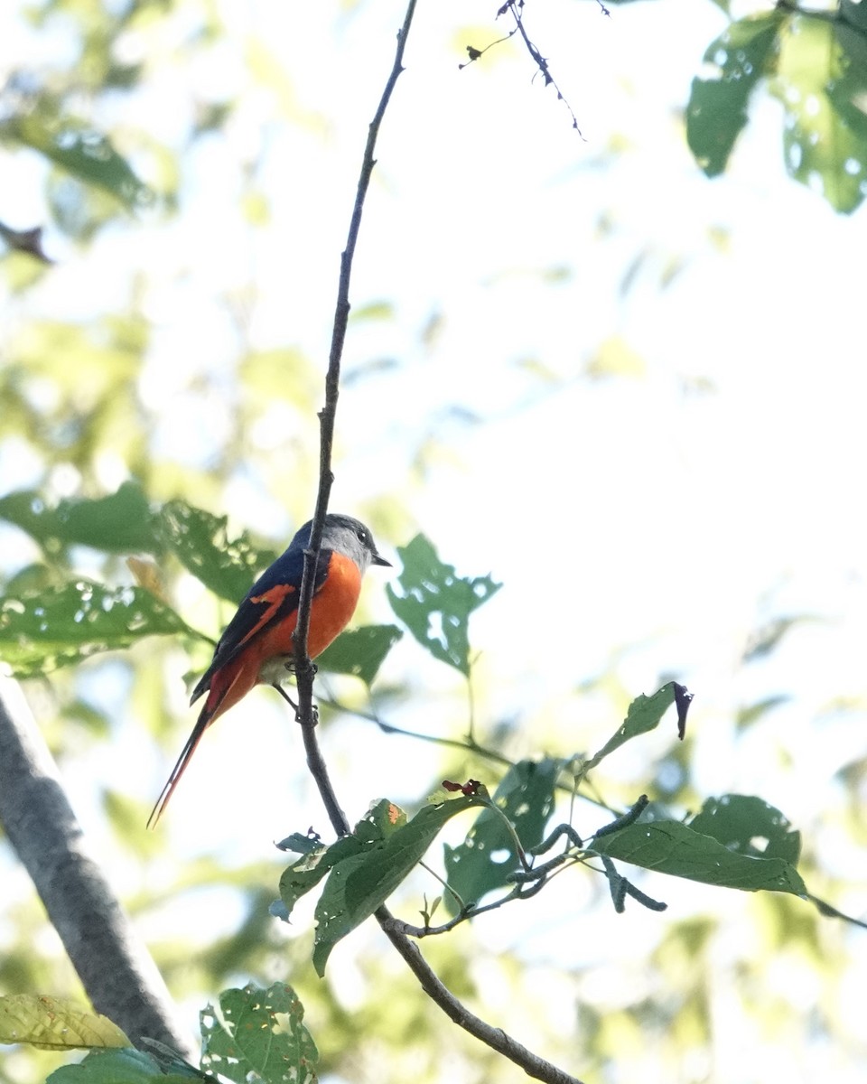 Minivet mandarin - ML623166103