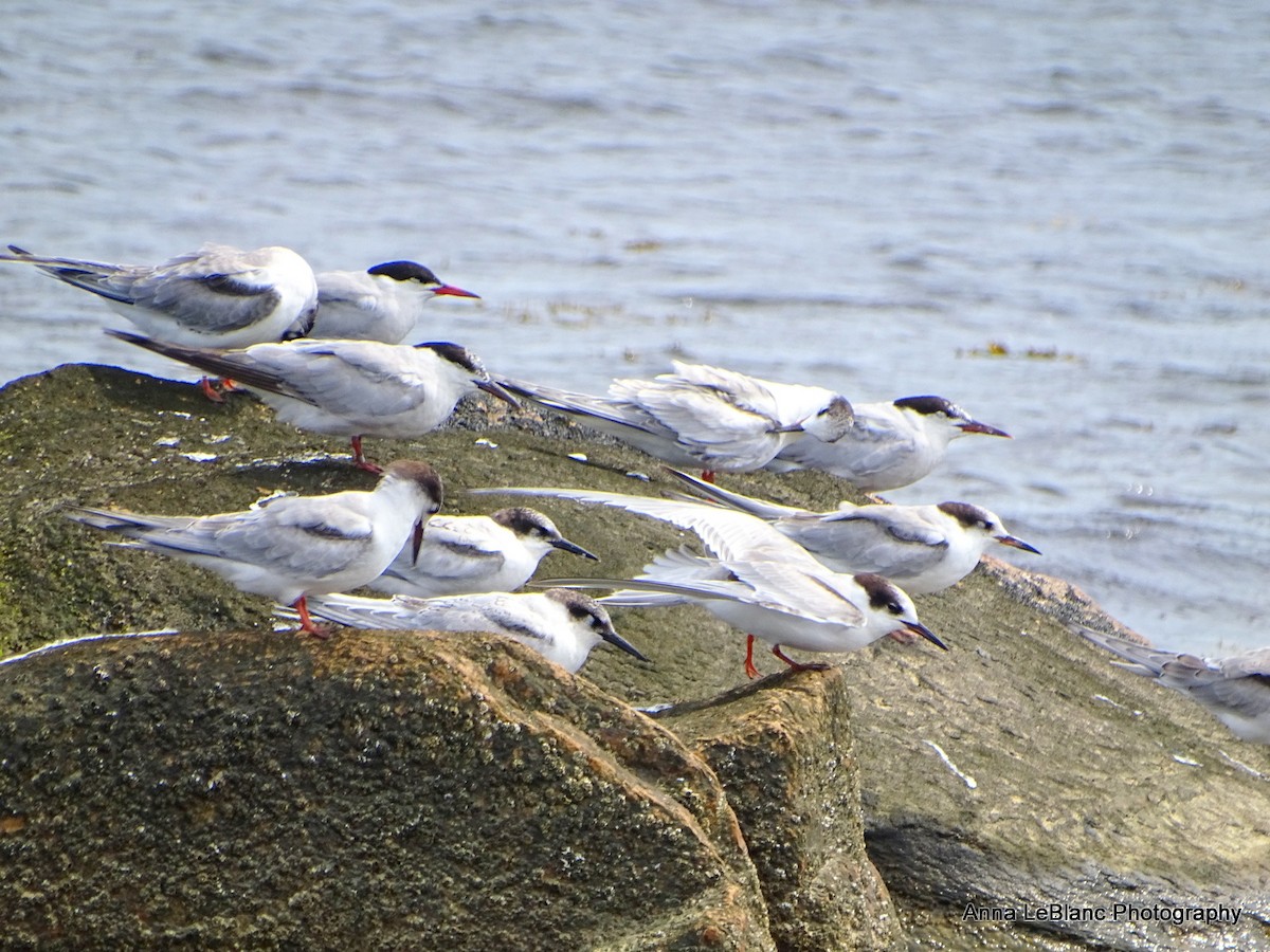 Common Tern - ML623166143