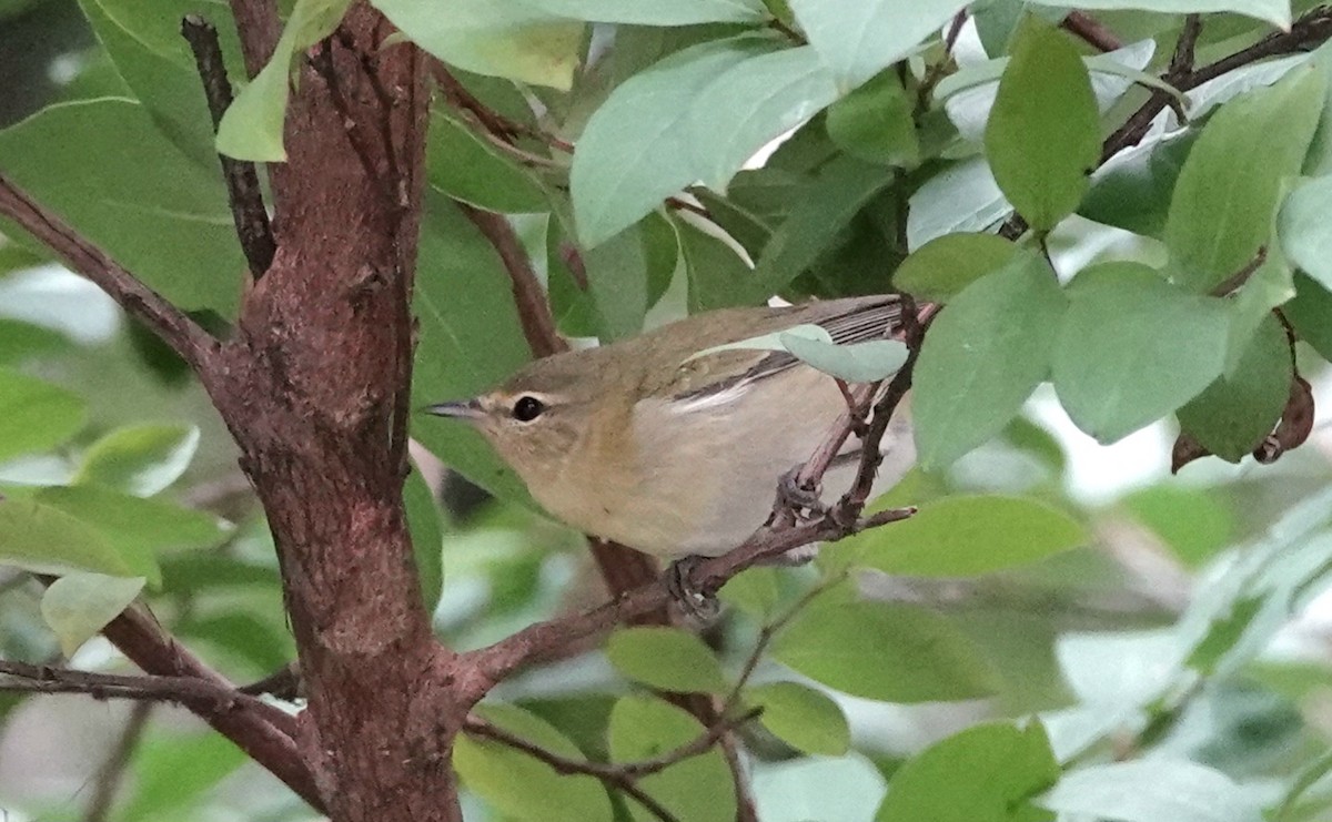 Tennessee Warbler - ML623166169