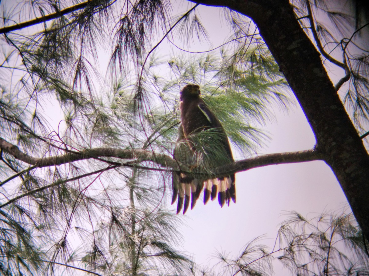 Crested Serpent-Eagle (Andaman) - Kilson Kiragori