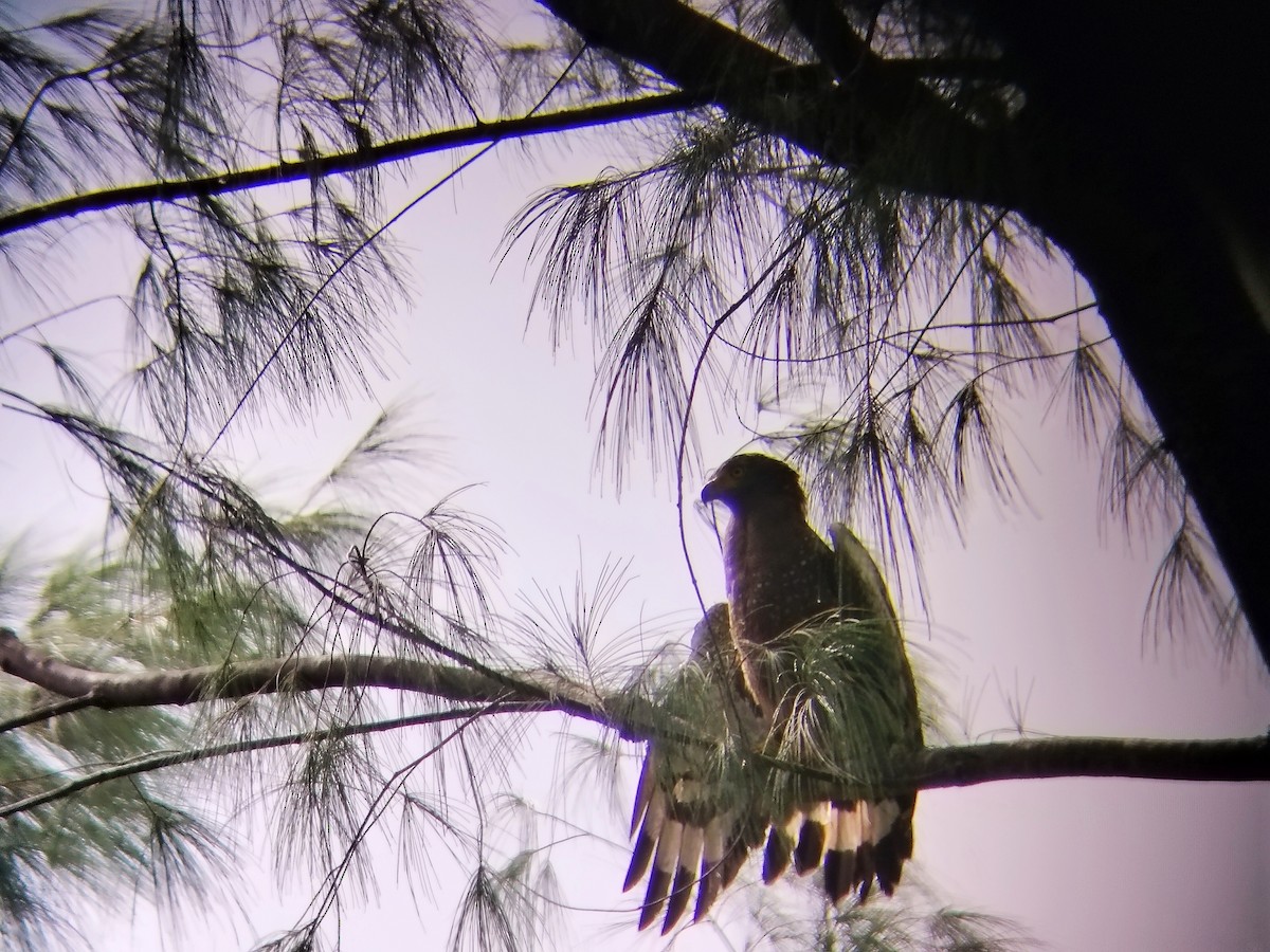 Crested Serpent-Eagle (Andaman) - ML623166173