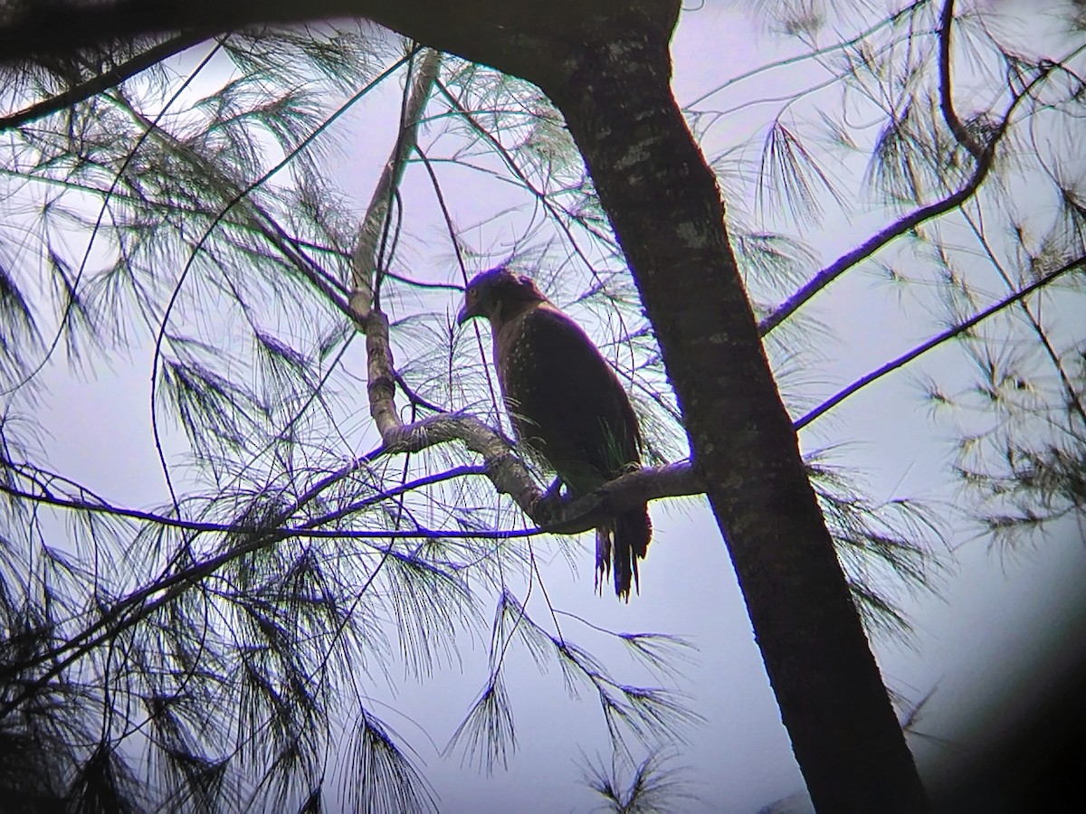 Crested Serpent-Eagle (Andaman) - ML623166174