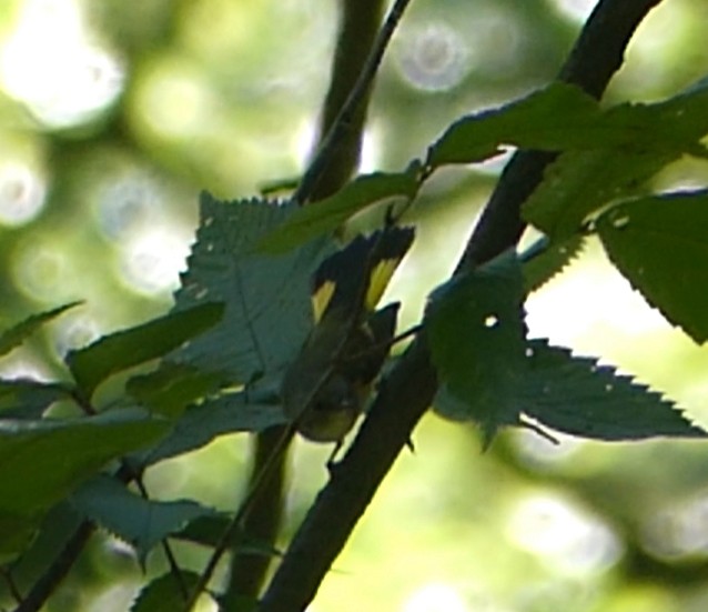 American Redstart - ML623166206