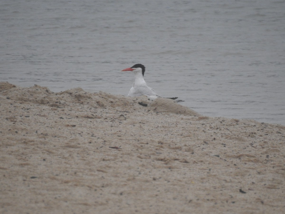 Caspian Tern - ML623166213