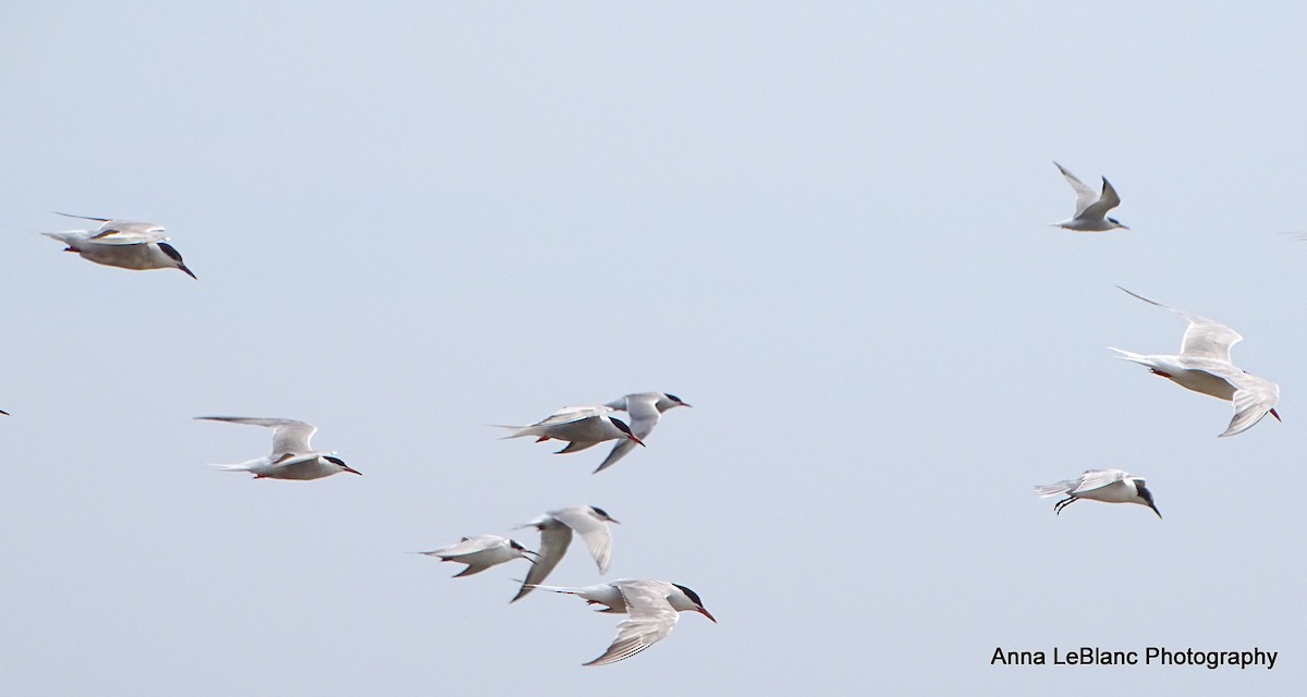 Common Tern - ML623166234