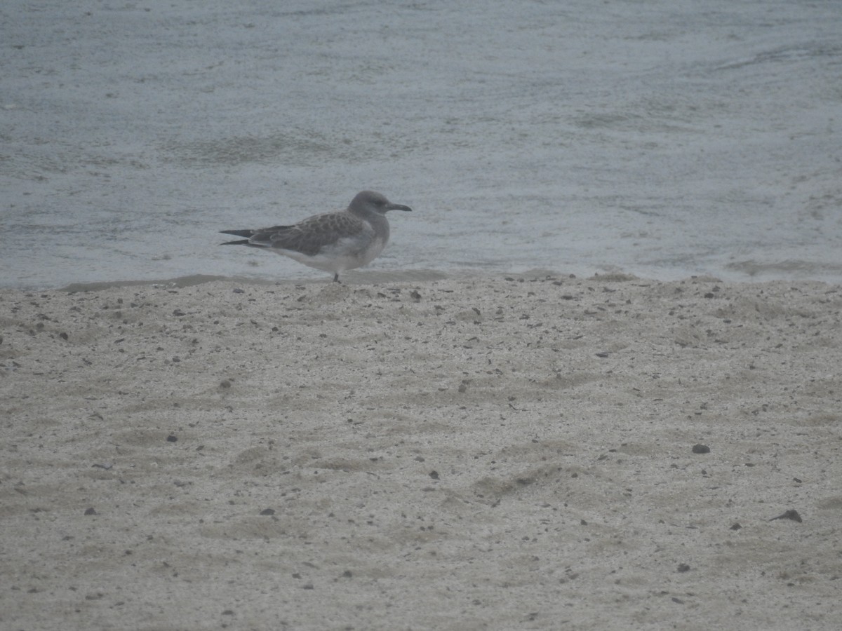 Laughing Gull - ML623166236