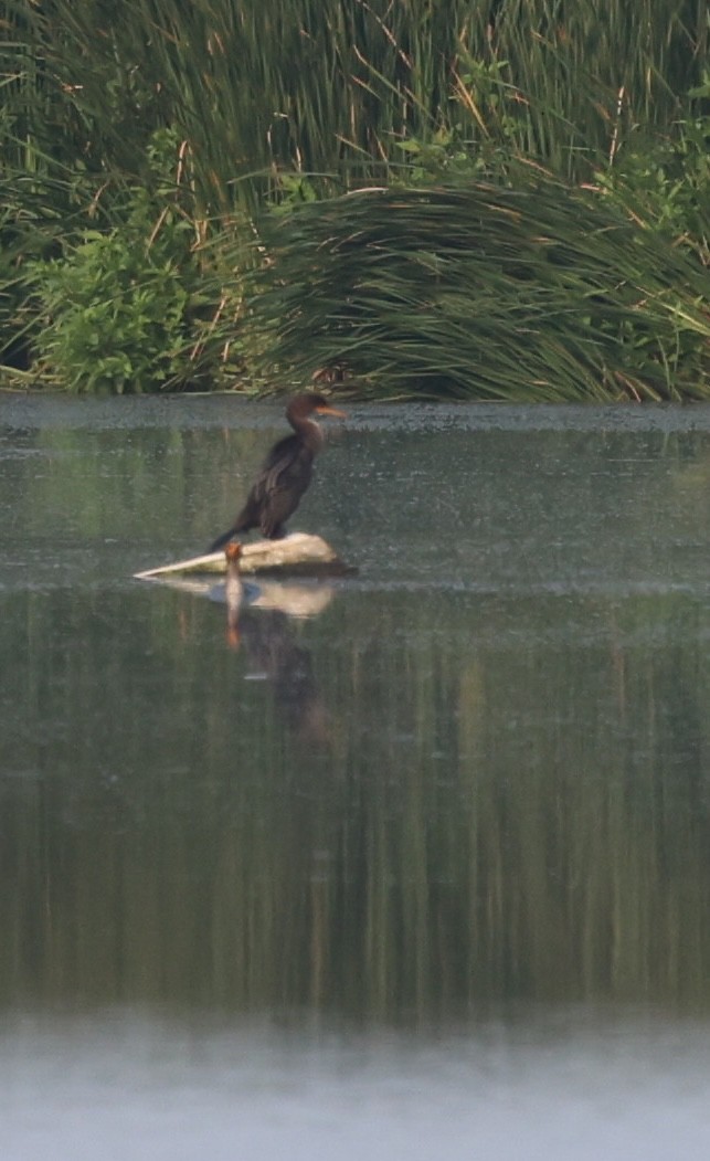 Double-crested Cormorant - ML623166243