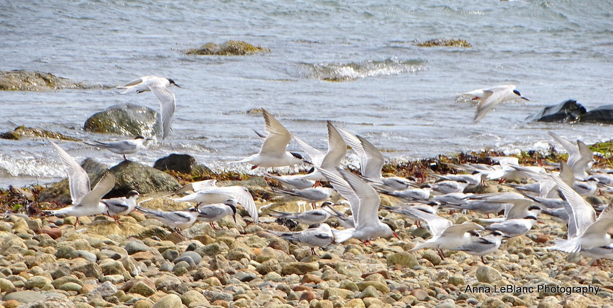 Common Tern - ML623166266