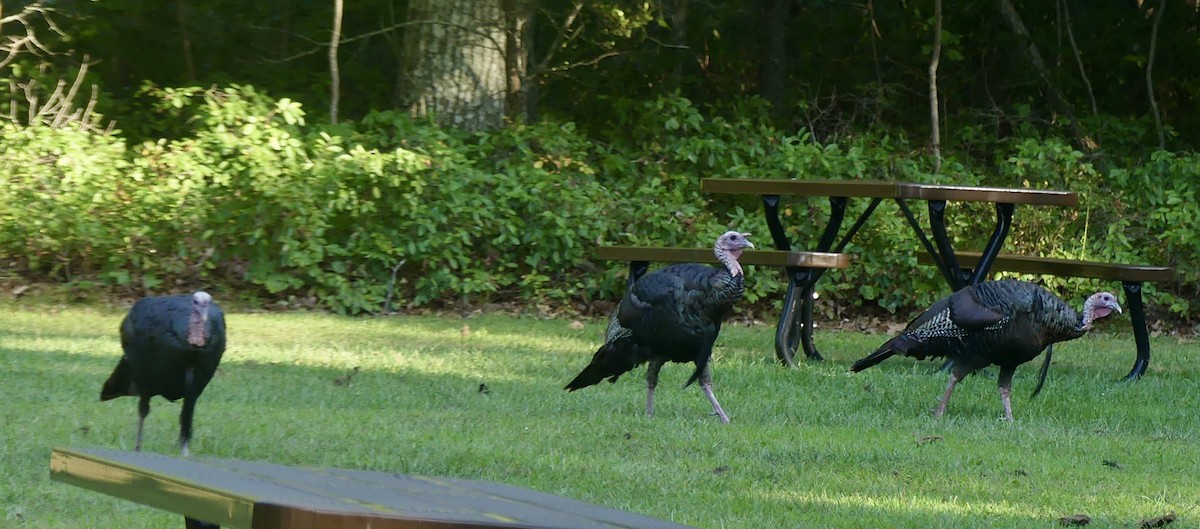 Wild Turkey - ML623166279