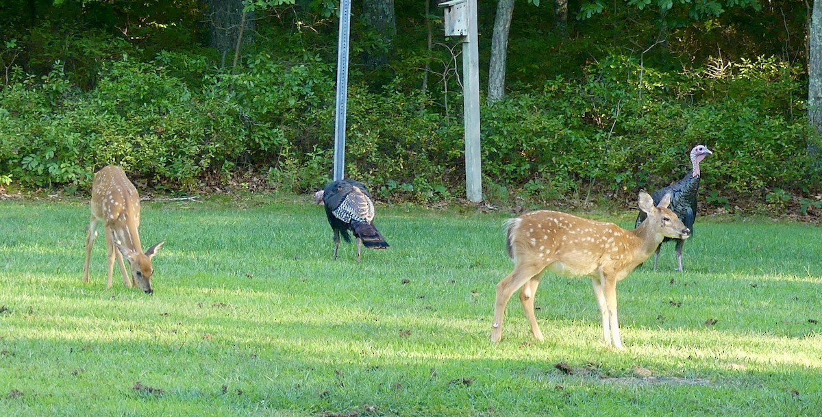 Wild Turkey - ML623166280