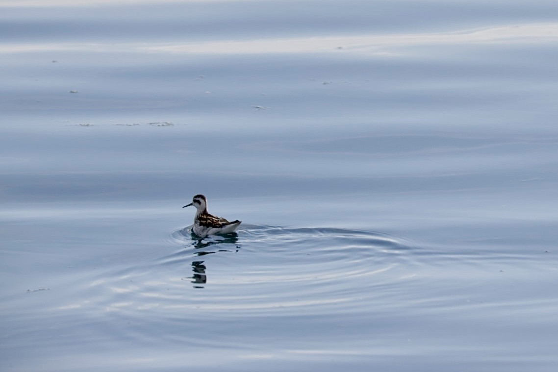 Red-necked Phalarope - ML623166345