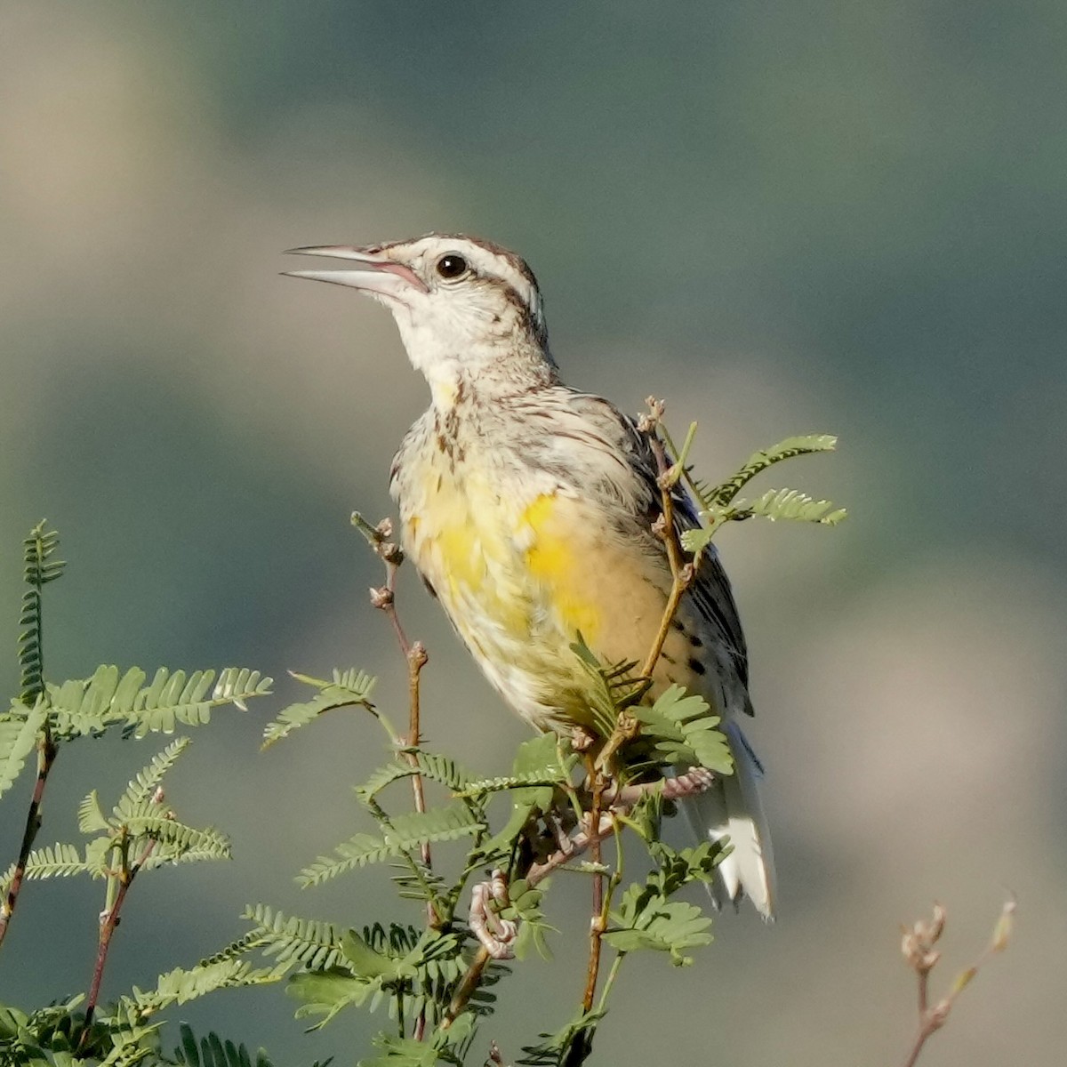 Chihuahuan Meadowlark - ML623166354