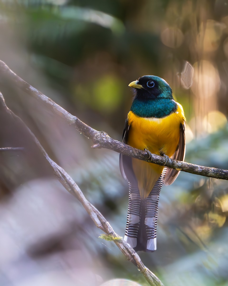 Atlantic Black-throated Trogon - ML623166365