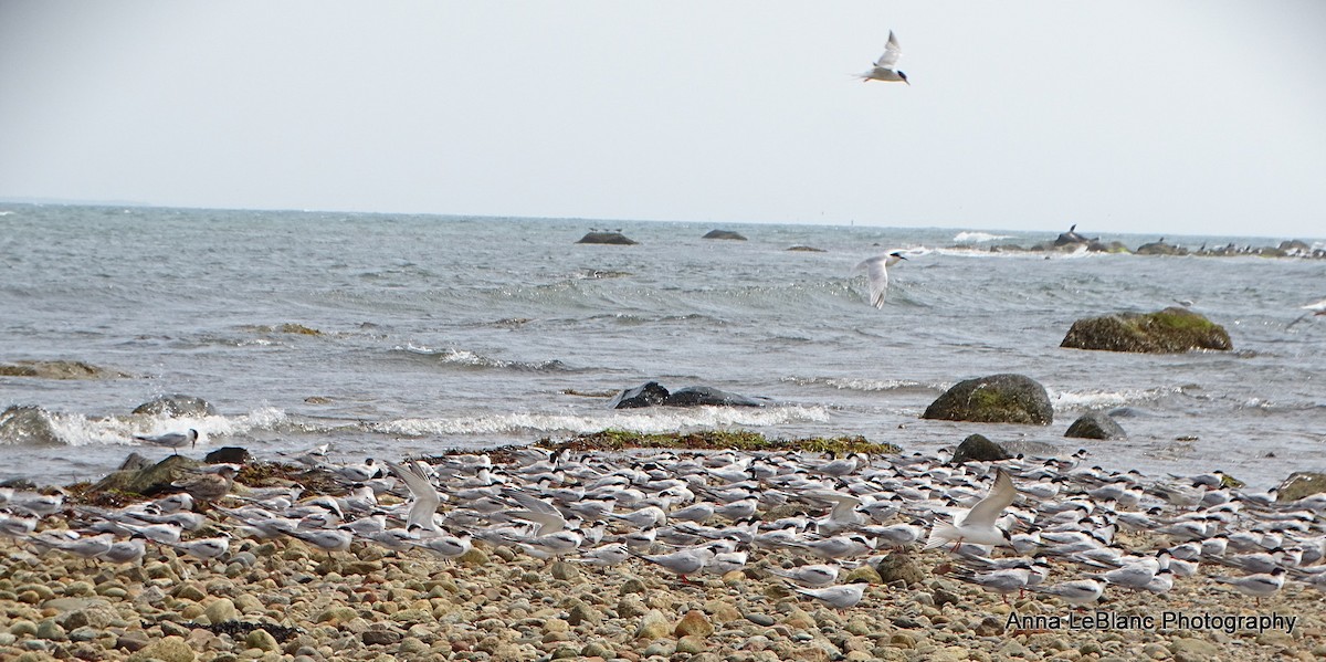 Common Tern - ML623166377