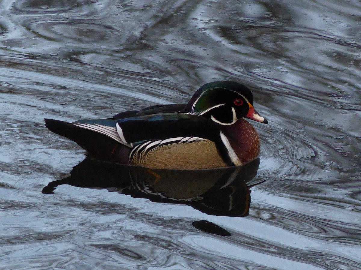 Wood Duck - ML623166392