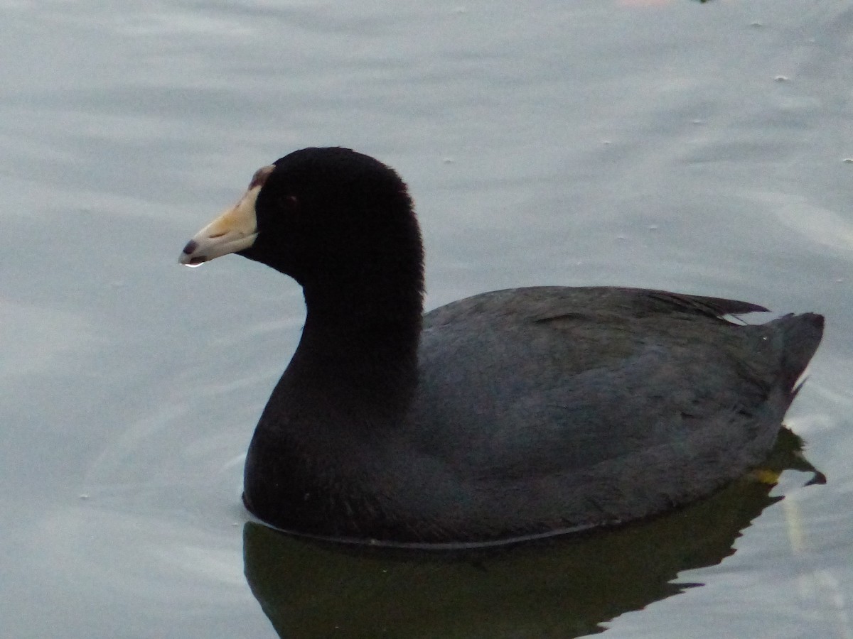 American Coot (Red-shielded) - ML623166408