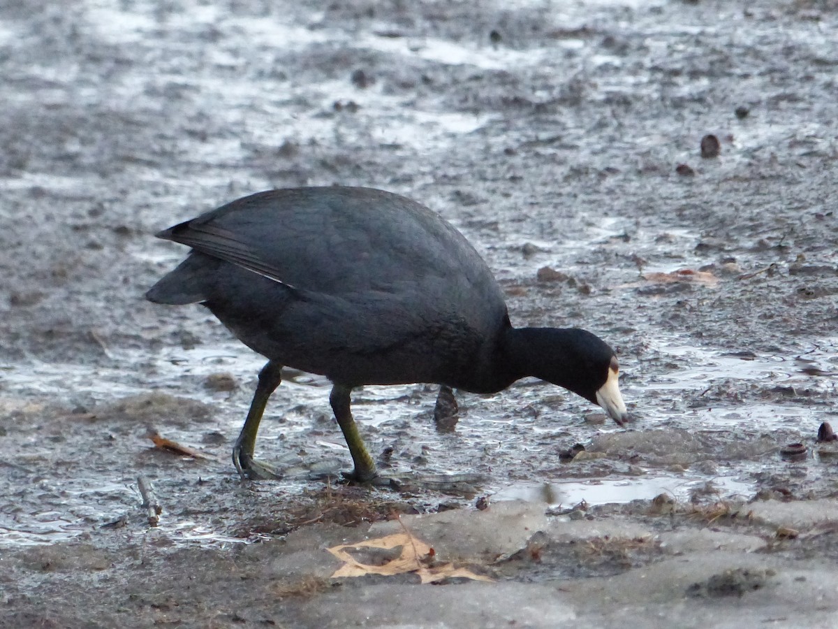 American Coot (Red-shielded) - ML623166410