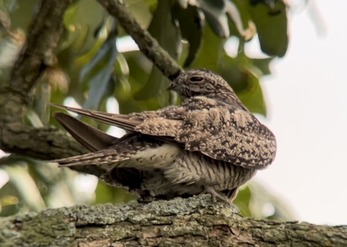 Common Nighthawk - ML623166412