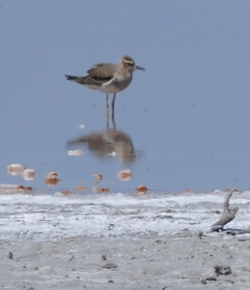 Oriental Plover - ML623166454