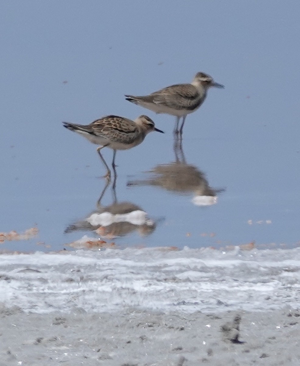 Oriental Plover - Kathleen Horn