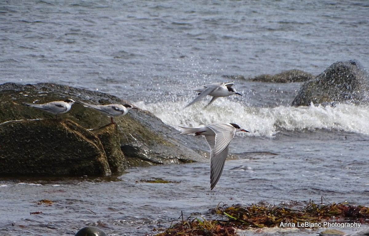 Common Tern - ML623166486