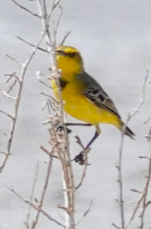 Yellow Chat - ML623166536