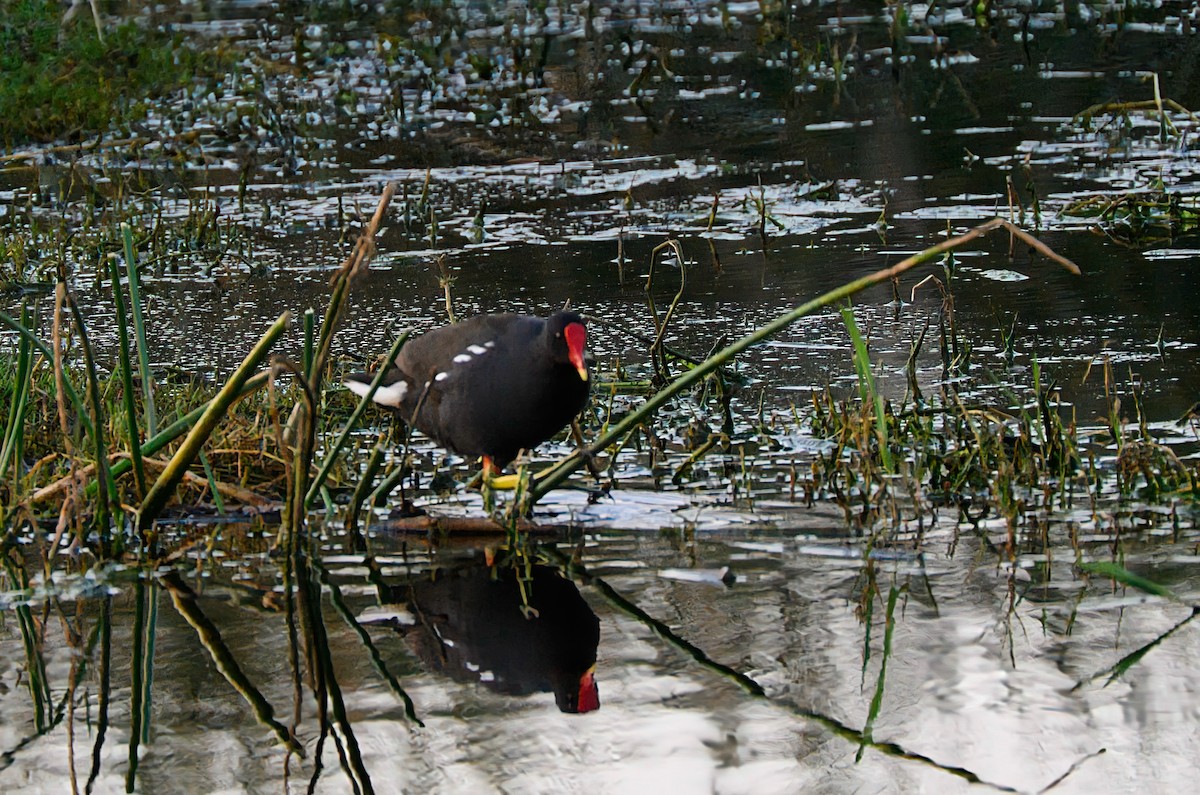 Eurasian Moorhen - ML623166552