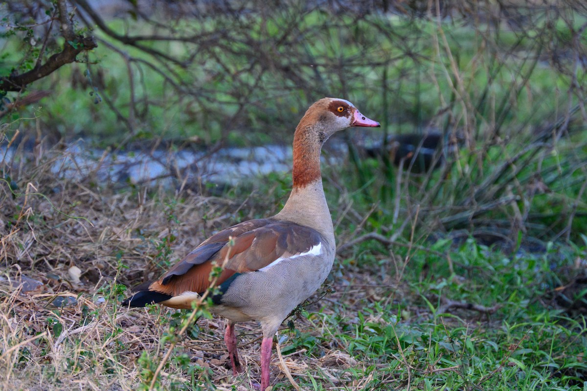 Egyptian Goose - ML623166556