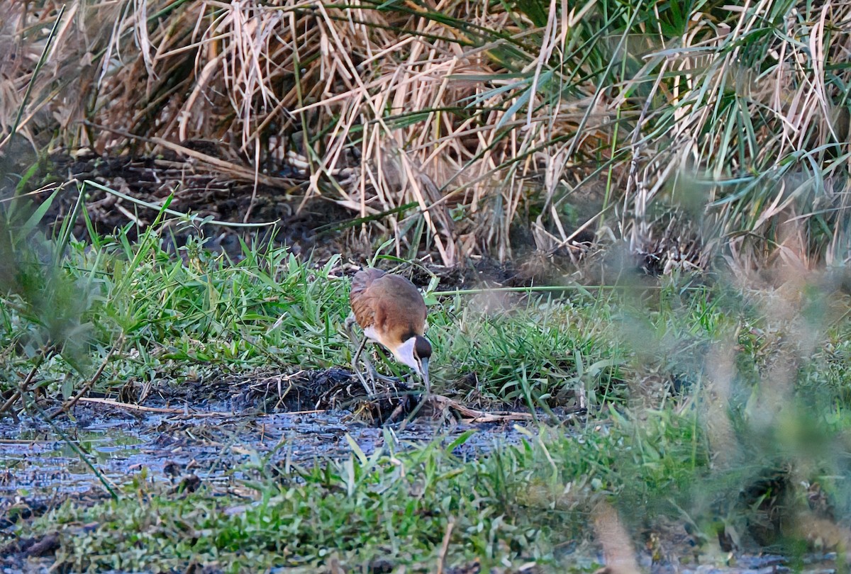 African Jacana - ML623166559