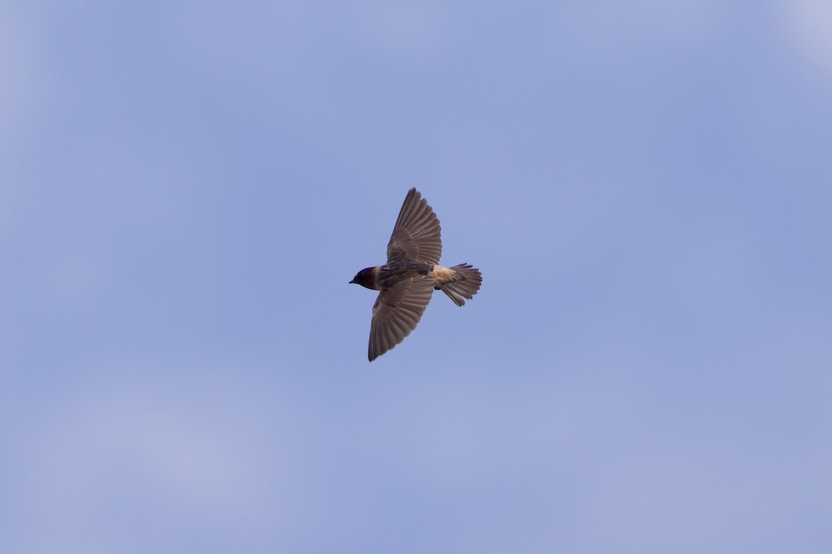 Cliff Swallow - Michael St John