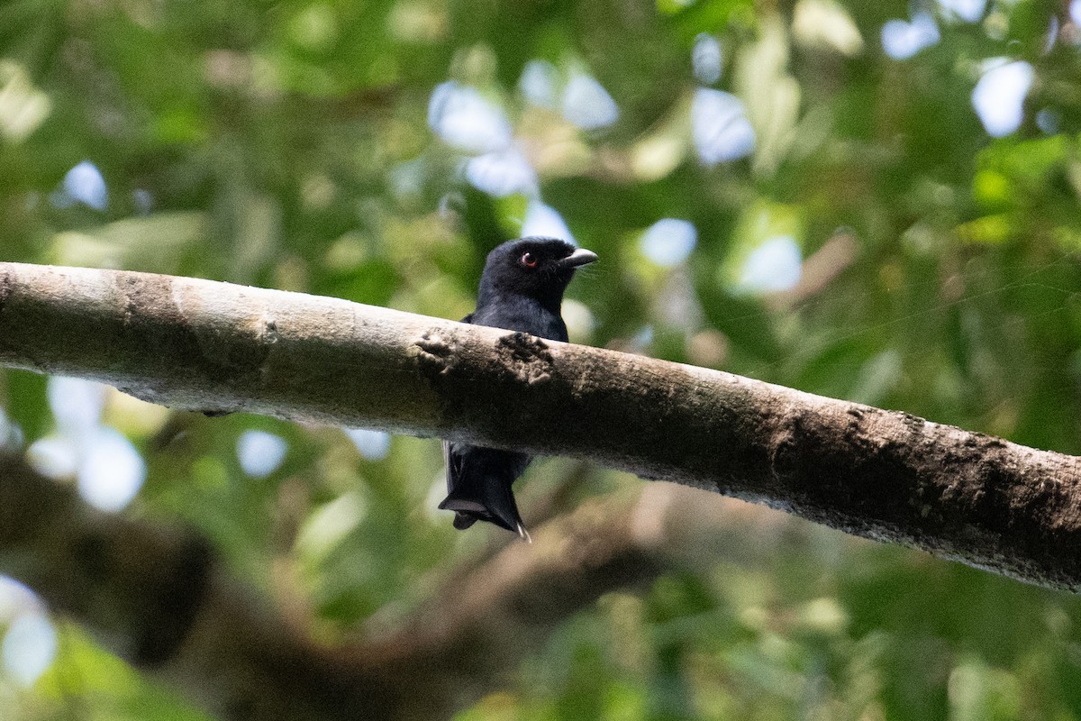 Square-tailed Drongo - ML623166606