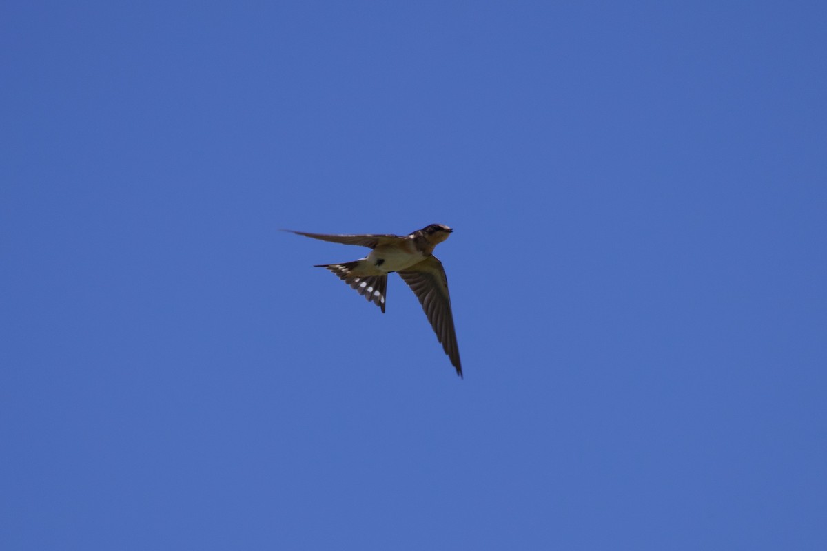 Golondrina Común - ML623166616