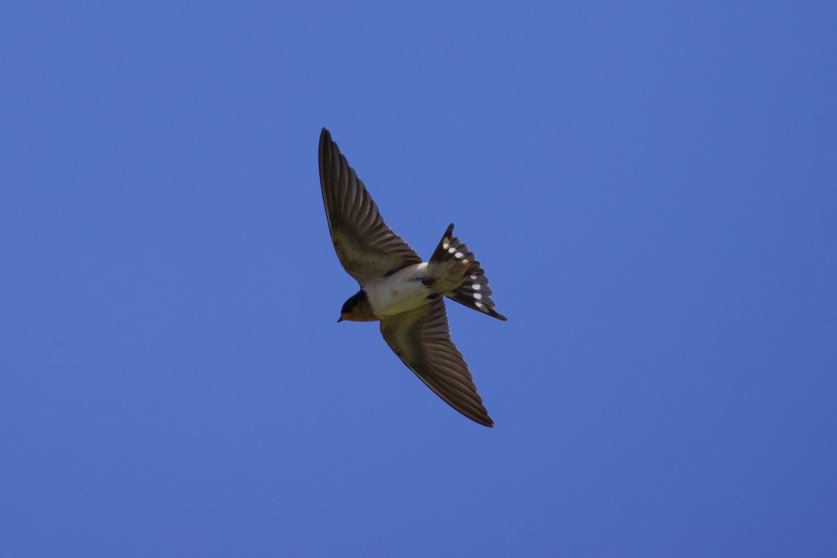 Golondrina Común - ML623166619