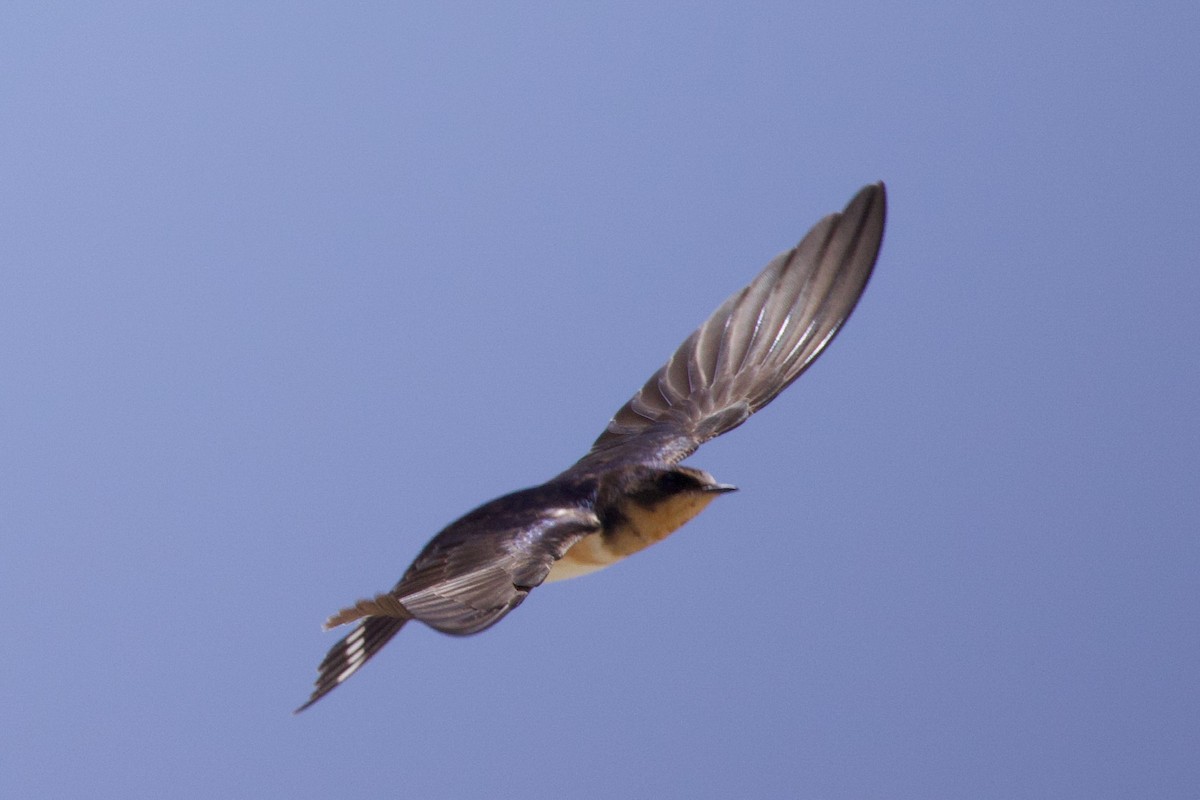 Golondrina Común - ML623166630