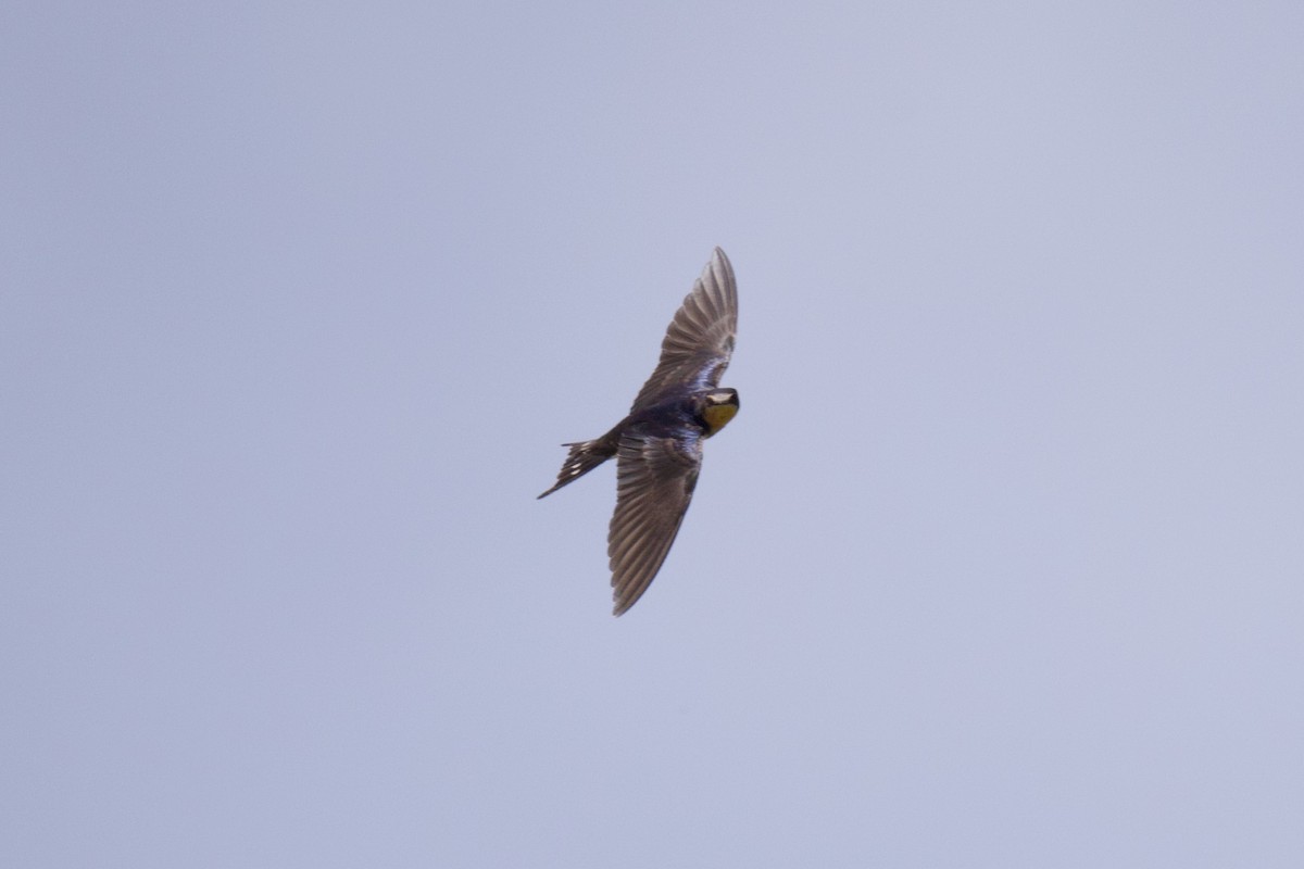 Golondrina Común - ML623166634