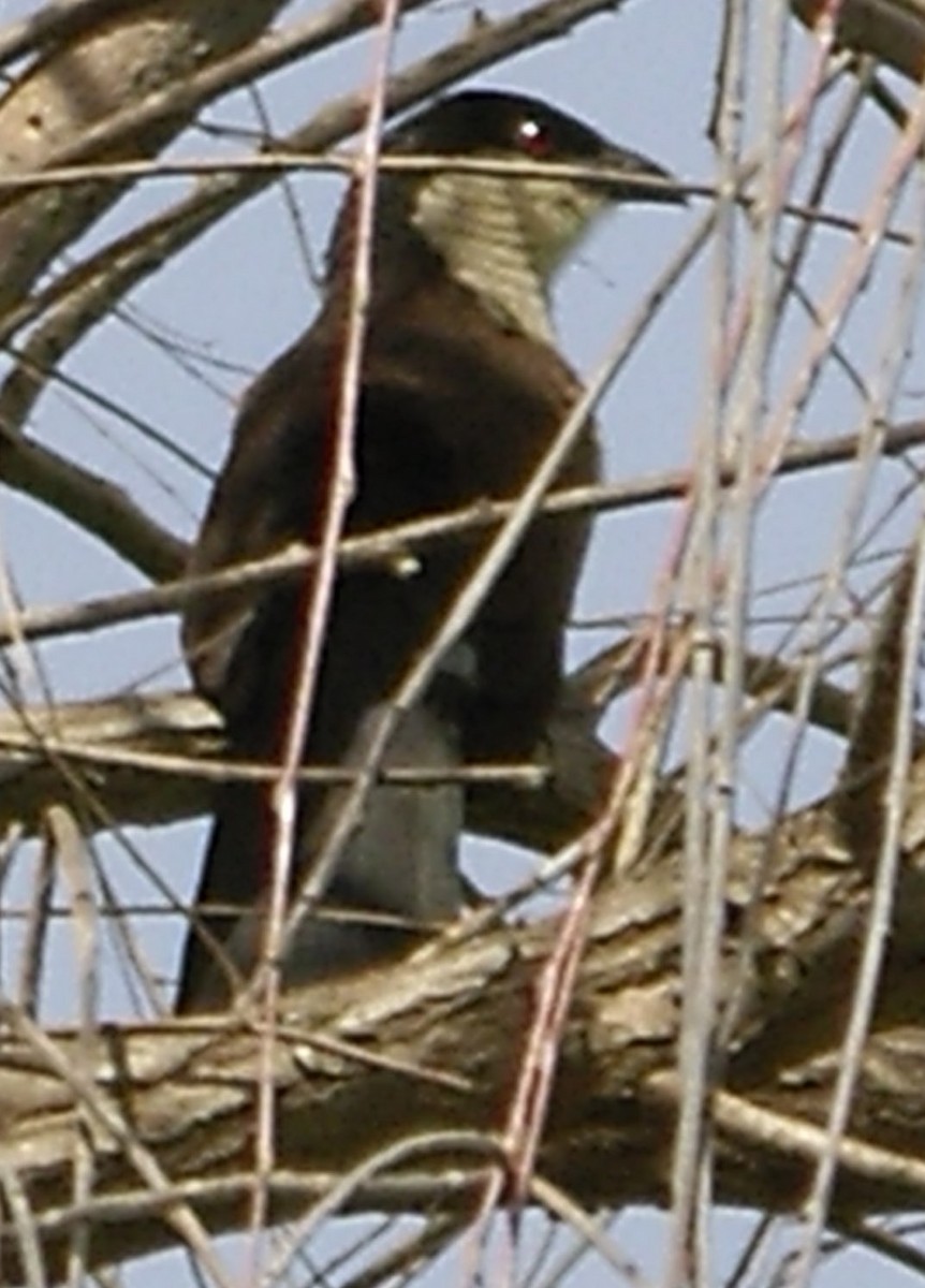 Senegal Coucal - ML623166658