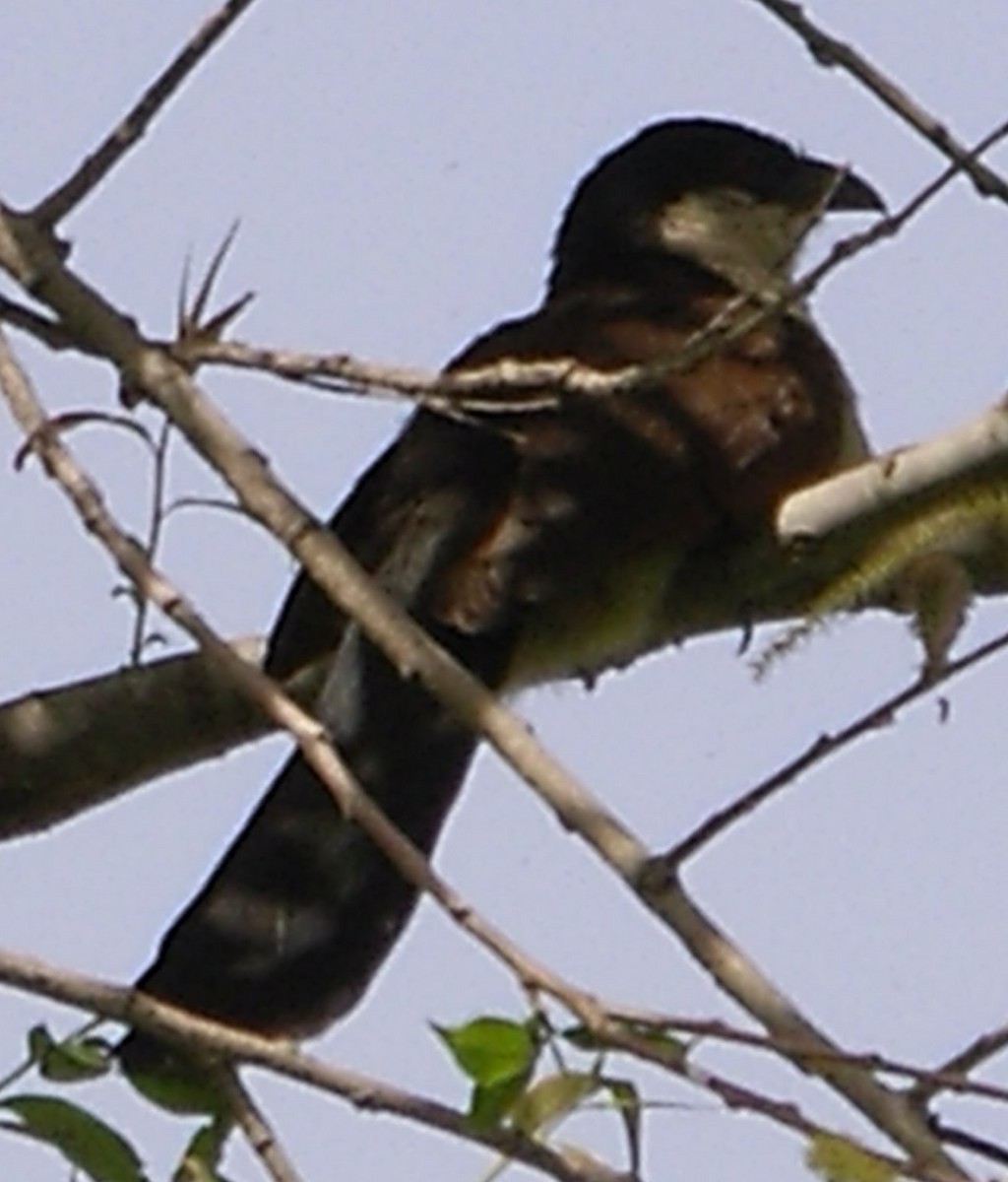 Senegal Coucal - ML623166659