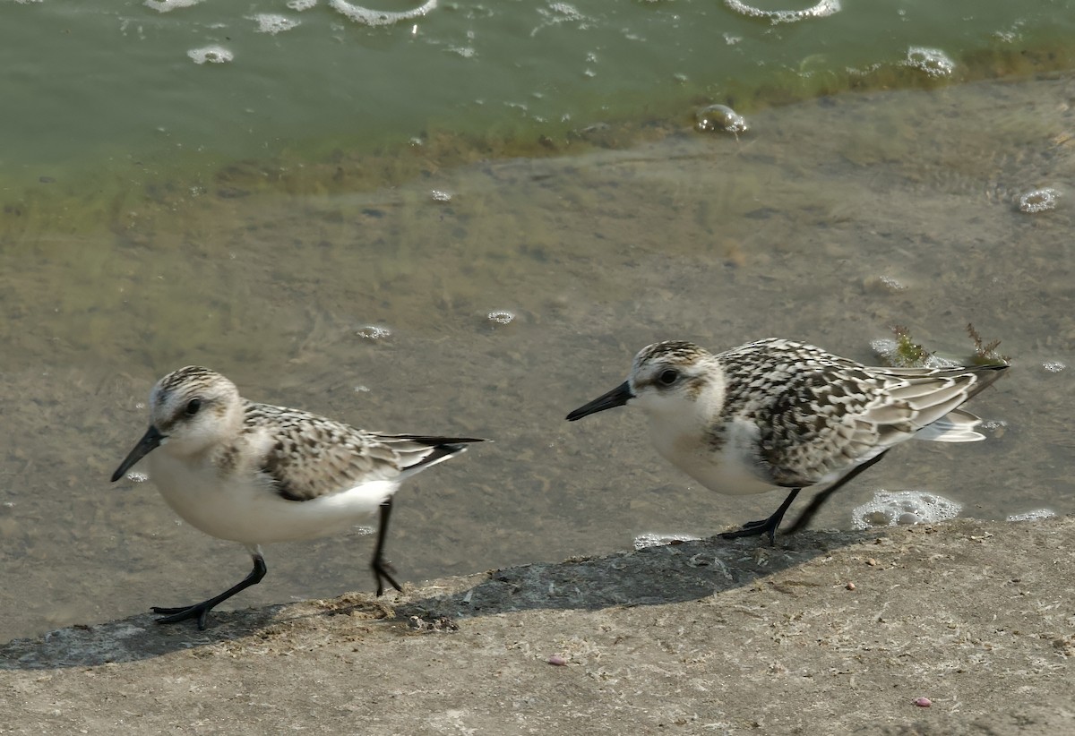 Bécasseau sanderling - ML623166677