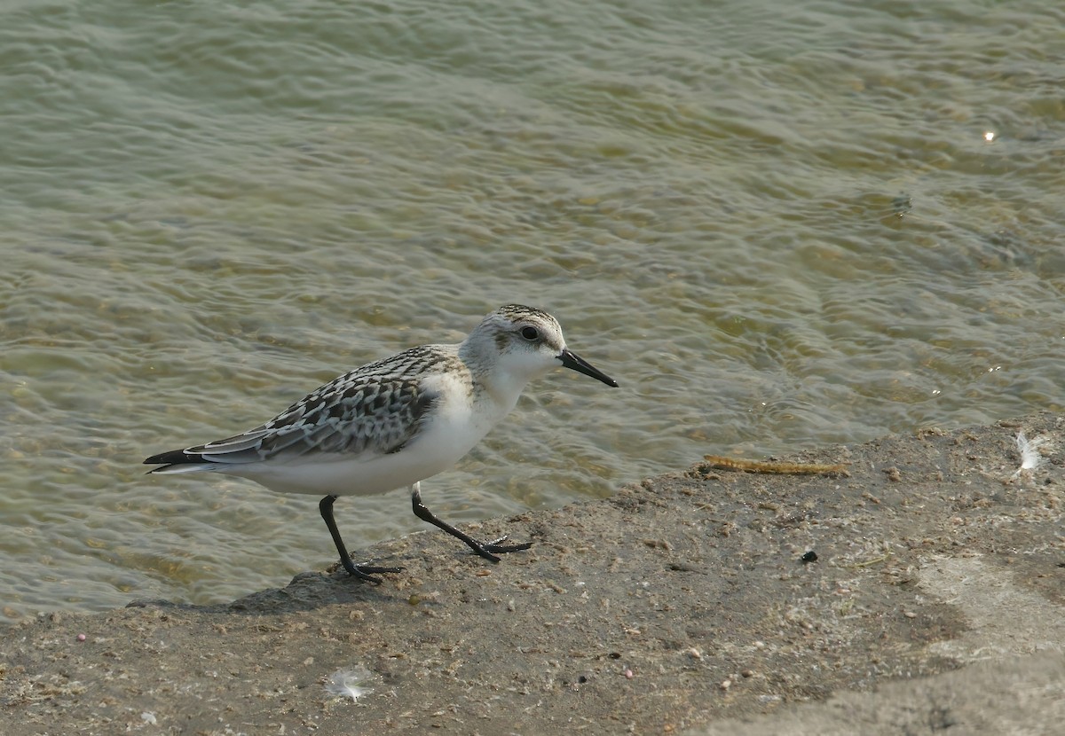 Bécasseau sanderling - ML623166678